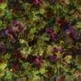 Designers Guild Surimono FDG2818/01