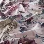 Gardisette Verona 8-1910-060