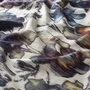 Chivasso Wild River CA1666/080