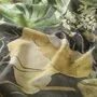 Chivasso Heaven'S Garden CH3153/040