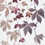 Kendix Botanical-Ranks-U 011945-